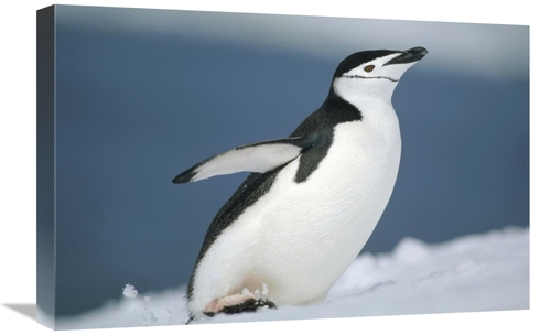 Global Gallery GCS-451288-1624-142 16 x 24 in. Chinstrap Penguin, 