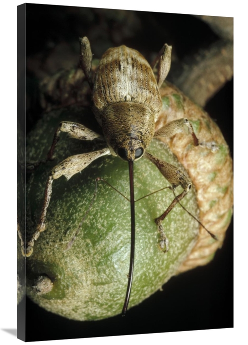 Global Gallery GCS-450689-2436-142 24 x 36 in. Black Oak Acorn Weevil 