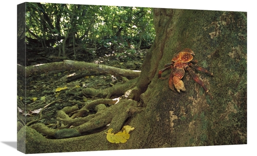 Global Gallery GCS-451676-1624-142 16 x 24 in. Coconut Crab Scaling A 