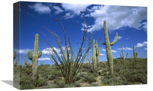 Global Gallery GCS-398299-1218-142 12 x 18 in. Sonoran Desert Landscap