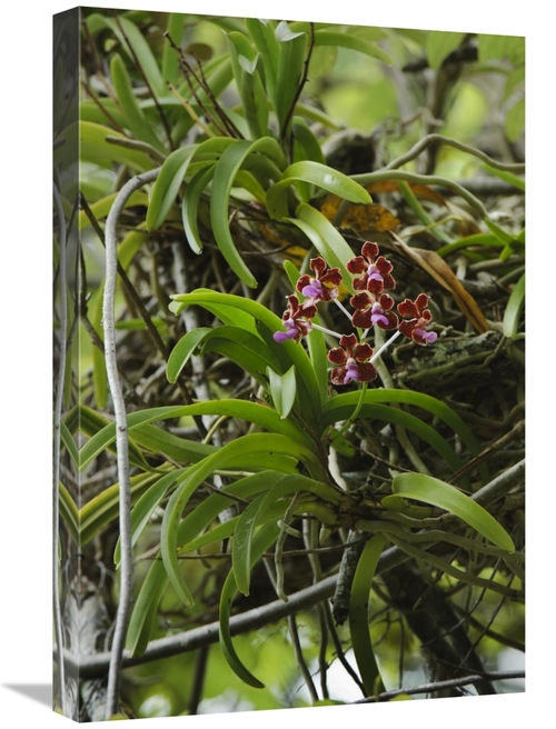 Global Gallery GCS-397542-1624-142 16 x 24 in. Orchid Flowers, Nus