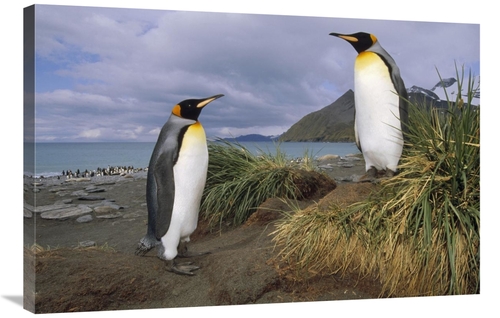 Global Gallery GCS-451110-2436-142 24 x 36 in. King Penguin Pair in Tu