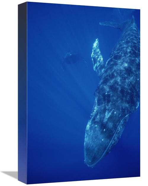 Global Gallery GCS-451000-1218-142 12 x 18 in. Humpback Whale Singer &