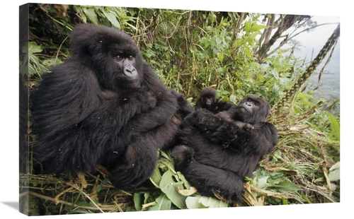 Global Gallery GCS-452814-2030-142 20 x 30 in. Mountain Gorilla Family