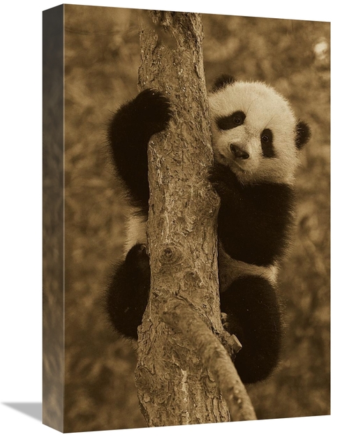 Global Gallery GCS-453666-1218-142 12 x 18 in. Giant Panda Cub in Tree