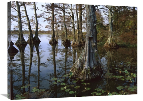 Global Gallery GCS-395933-2432-142 24 x 32 in. Bald Cypress at Upper B