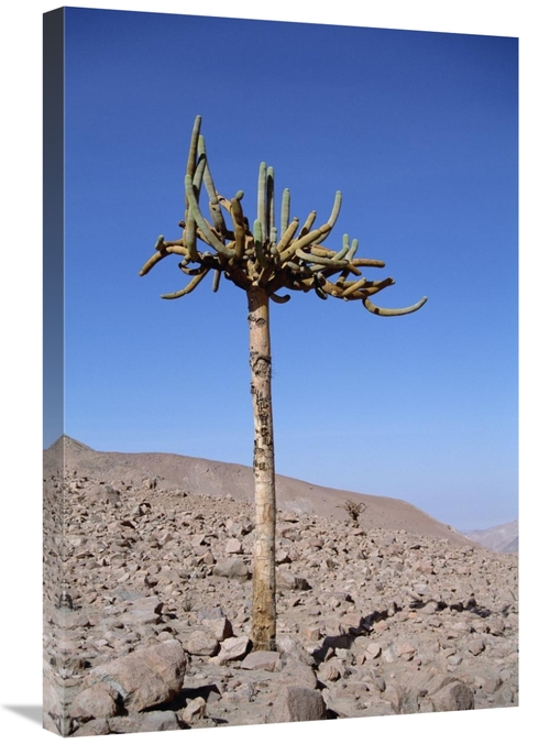 Global Gallery GCS-451462-2030-142 20 x 30 in. Candelabra Cactus, 