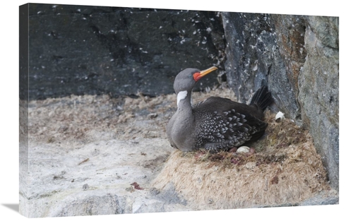 Global Gallery GCS-453655-2030-142 20 x 30 in. Red-Legged Cormorant In