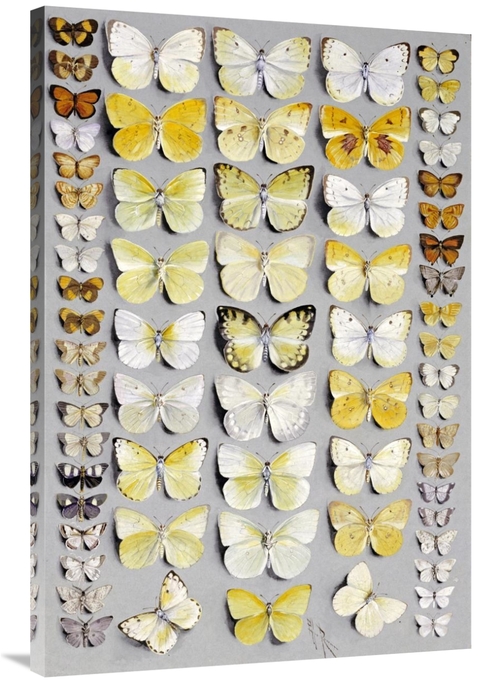 Global Gallery GCS-268488-40-142 40 in. Sixty-Seven Lepidoptera Art Pr