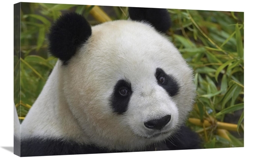 Global Gallery GCS-450862-2030-142 20 x 30 in. Giant Panda Portrait&#4
