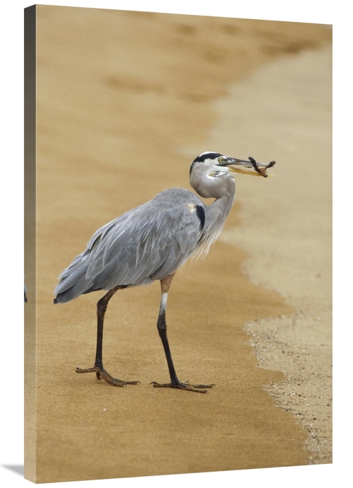 Global Gallery GCS-452309-2436-142 24 x 36 in. Great Blue Heron Eating