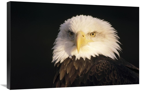 Global Gallery GCS-452808-2436-142 24 x 36 in. Bald Eagle Portrait&#44