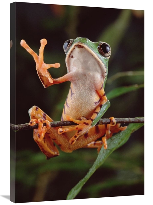 Global Gallery GCS-397695-2436-142 24 x 36 in. Tiger-Striped Leaf Frog