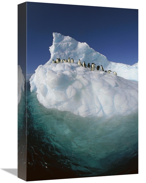 Global Gallery GCS-397788-1218-142 12 x 18 in. Adelie Penguin Group Ri