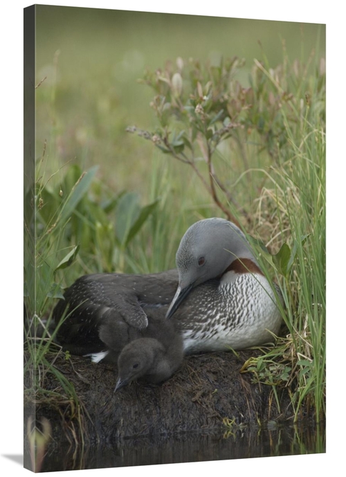 Global Gallery GCS-451937-2436-142 24 x 36 in. Red-Throated Loon with 