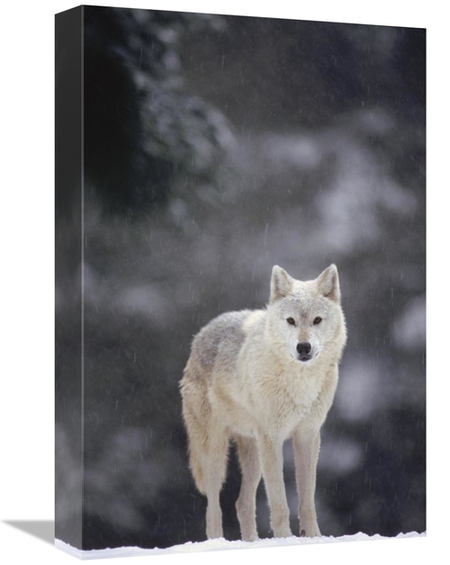 Global Gallery GCS-452806-1218-142 12 x 18 in. Timber Wolf Female in F