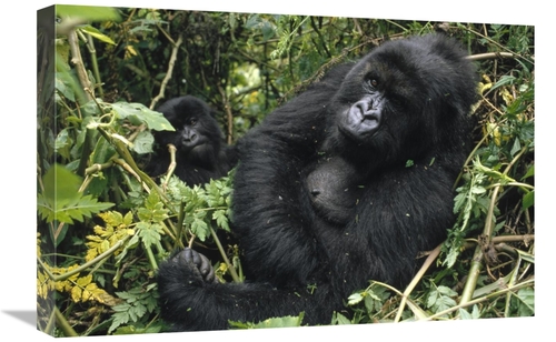 Global Gallery GCS-452776-1624-142 16 x 24 in. Mountain Gorilla Female