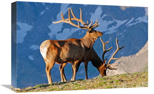 Global Gallery GCS-486394-22-142 22 in. Two High Country Bull Elk Art 
