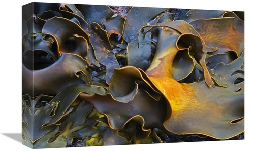 Global Gallery GCS-397863-1218-142 12 x 18 in. Bull Kelp Close-Up,