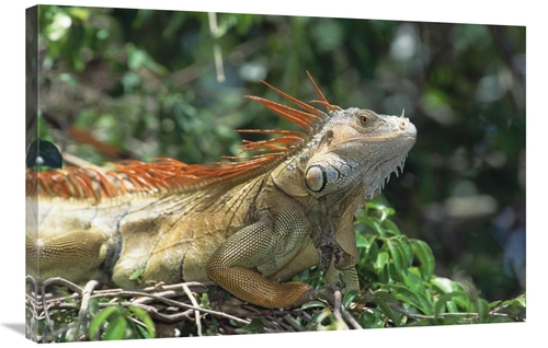 Global Gallery GCS-452359-2436-142 24 x 36 in. Green Iguana Male Portr