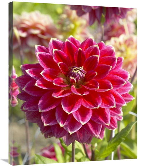 Global Gallery GCS-398349-2835-142 28 x 35 in. Dahlia Optimist Variety