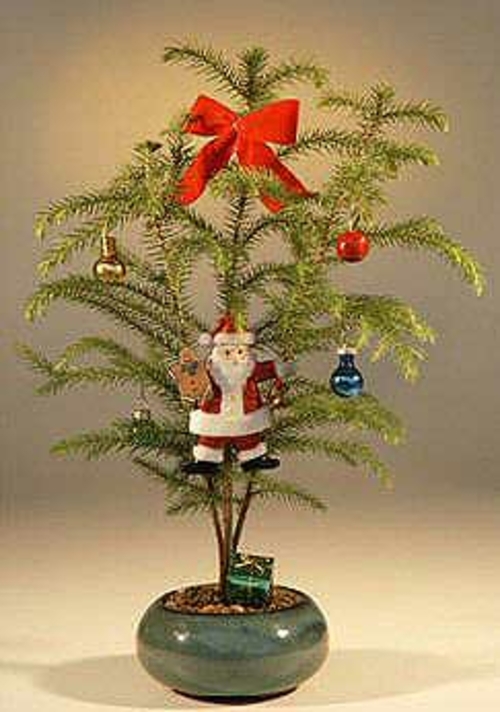 Norfolk Island Pine - With Decorations (araucaria heterophila)