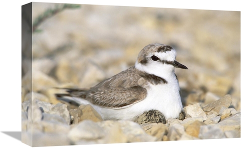 Global Gallery GCS-398475-1218-142 12 x 18 in. Kentish Plover Male At 