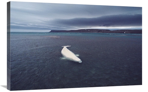 Global Gallery GCS-450729-2436-142 24 x 36 in. Stranded Beluga Whale A
