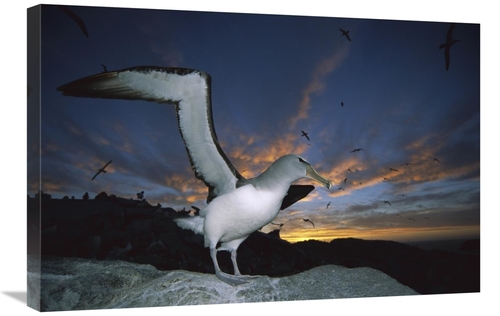 Global Gallery GCS-451683-2030-142 20 x 30 in. Salvins Albatrosses Ret