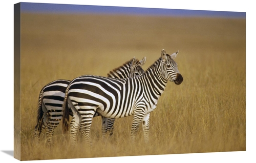 Global Gallery GCS-452745-2030-142 20 x 30 in. Burchells Zebra Pair on