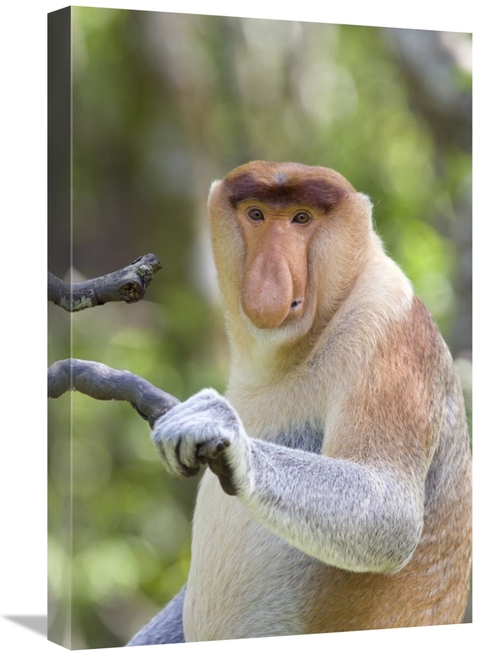 Global Gallery GCS-395811-1624-142 16 x 24 in. Proboscis Monkey Domina