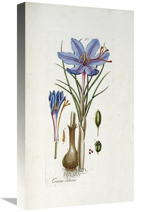 Global Gallery GCS-266349-22-142 22 in. Crocus Sativus Art Print - And