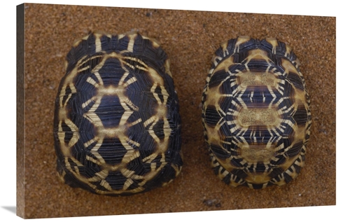 Global Gallery GCS-453043-2436-142 24 x 36 in. Spider Tortoise Left & 