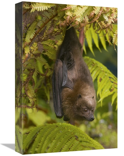 Global Gallery GCS-397299-1218-142 12 x 18 in. Rodrigues Flying Fox Ro