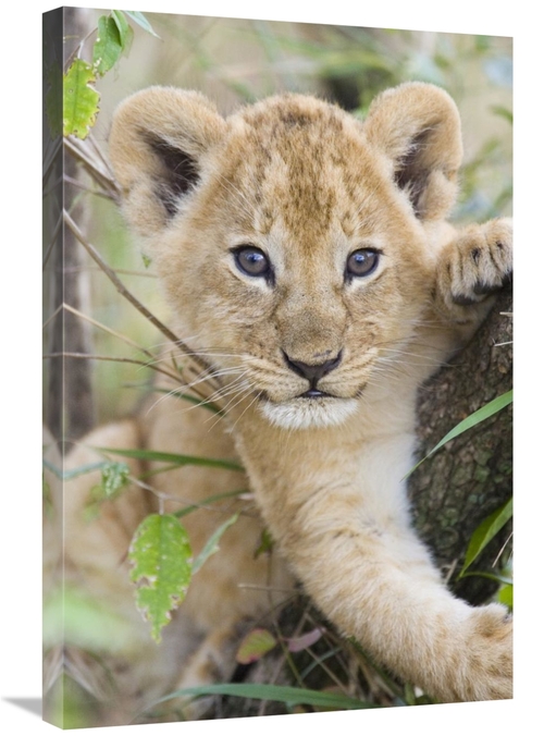 Global Gallery GCS-395861-2030-142 20 x 30 in. African Lion Six to Sev