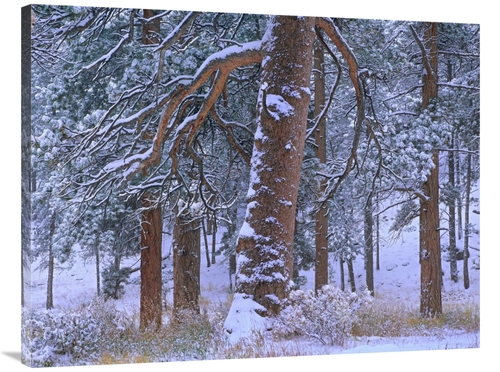 Global Gallery GCS-397005-3040-142 30 x 40 in. Ponderosa Pine Trees Af