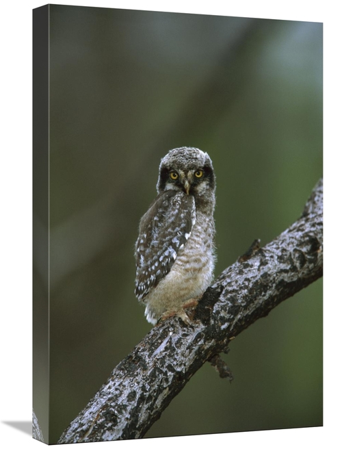 Global Gallery GCS-453321-1624-142 16 x 24 in. Northern Hawk Owl Chick