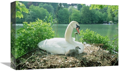 Global Gallery GCS-452382-1218-142 12 x 18 in. Mute Swan Parent & Chic