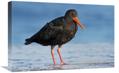 Global Gallery GCS-397466-1624-142 16 x 24 in. Variable Oystercatcher&