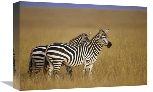 Global Gallery GCS-452745-1218-142 12 x 18 in. Burchells Zebra Pair on