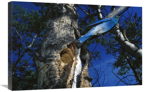 Global Gallery GCS-451930-2030-142 20 x 30 in. Mountain Bluebird Flyin