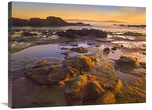 Global Gallery  24 x 32 in. Tidepools Exposed at Low Tide, Botanic