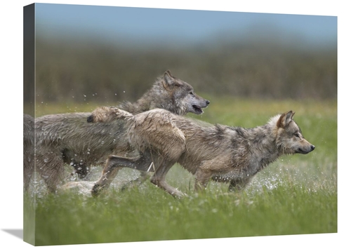 Global Gallery GCS-396345-1824-142 18 x 24 in. Gray Wolf Pair Running 