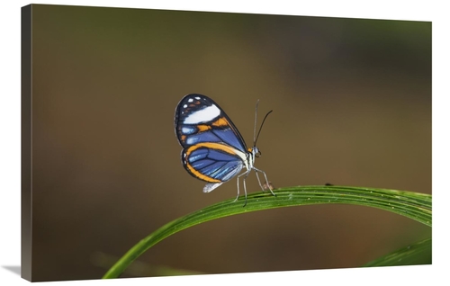 Global Gallery GCS-452684-2436-142 24 x 36 in. Glasswing on Leaf, 