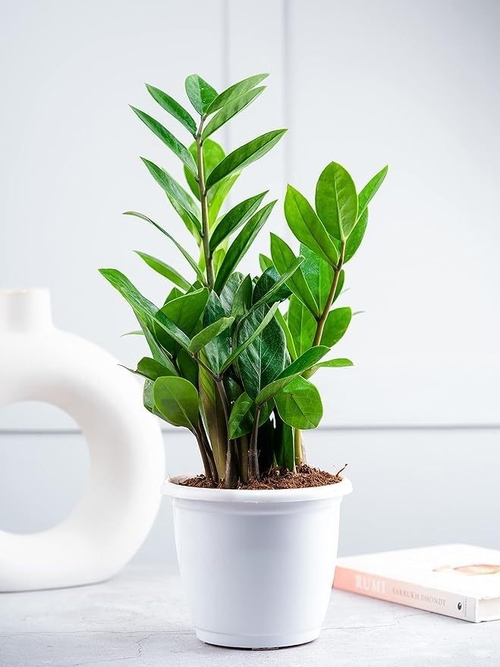 Artificial ZZ Plant With Green Leaves,Best  (SIZE-10x10cm)