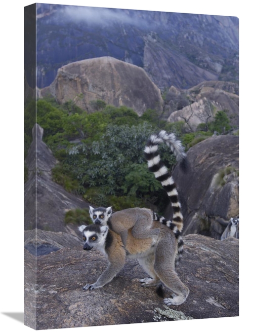 Global Gallery GCS-453243-1624-142 16 x 24 in. Ring-Tailed Lemur & You