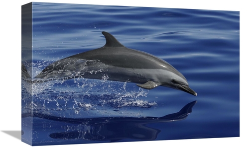 Global Gallery GCS-453580-1218-142 12 x 18 in. Pantropical Spotted Dol