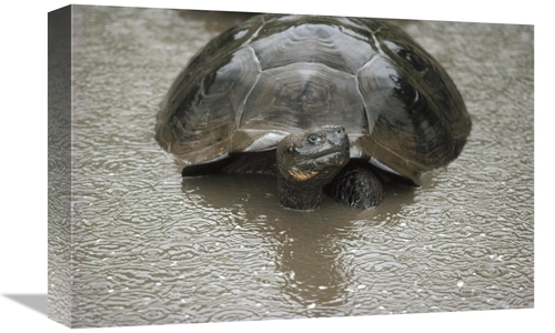 Global Gallery GCS-451165-1218-142 12 x 18 in. Galapagos Giant Tortois