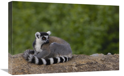 Global Gallery GCS-453246-1624-142 16 x 24 in. Ring-Tailed Lemur Resti