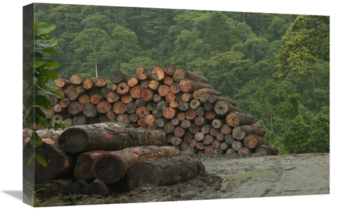 Global Gallery GCS-395561-1624-142 16 x 24 in. Logging of Native Rainf